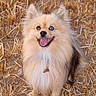 animal, blue_eye, brown_eye, collar, cute, dog, fluffy, fur, grass, happy, heterochromia, nature, outdoor, pet, pomeranian, portrait, sitting, smiling, straw, tongue_out