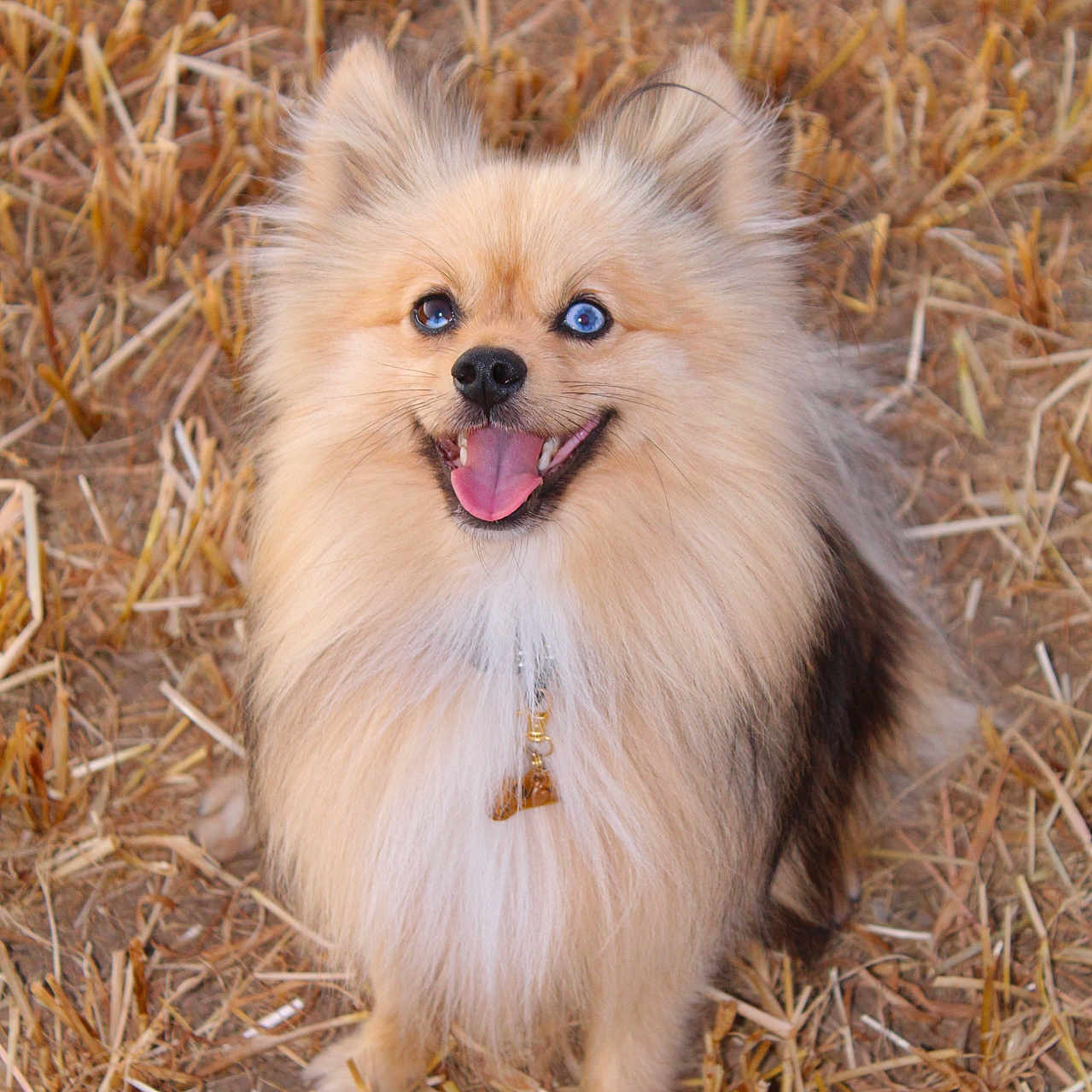 Max