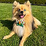 animal, blue_eyes, bow_tie, canine, cute, dog, fluffy, garden, grass, greenery, happy, lying_down, nature, outdoor, pet, pomeranian, smiling, summer, sunlight, tongue_out