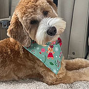 Bentley is registered to the contest to win money with this photo: dog, canine, pet, car_interior, bandana, festive, gingerbread_man, candy_cane, snowflake, carpet, fluffy, brown_fur, white_fur, relaxed, laying_down, close_up, seatbelt, cute, indoors, holiday_theme