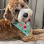 dog, canine, pet, car_interior, bandana, festive, gingerbread_man, candy_cane, snowflake, carpet, fluffy, brown_fur, white_fur, relaxed, laying_down, close_up, seatbelt, cute, indoors, holiday_theme