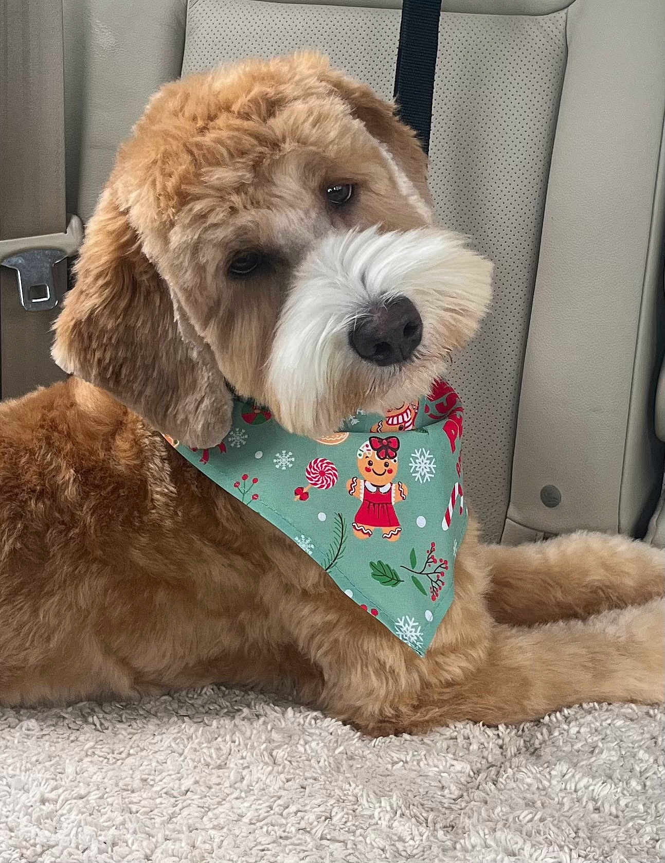 Bentley is registered to the contest to win money with this photo: dog, canine, pet, car_interior, bandana, festive, gingerbread_man, candy_cane, snowflake, carpet, fluffy, brown_fur, white_fur, relaxed, laying_down, close_up, seatbelt, cute, indoors, holiday_theme