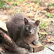 Angel is registered to the contest to win money with this photo: alert, animal, cat, close_up, daylight, feline, fur, gray_cat, green_eyes, greenery, leaves, mammal, nature, outdoor, paws, pet, resting, soil, wildlife, wooden_block