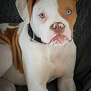Atom participe au concours pour gagner de l'argent avec cette photo : dog, puppy, brown_and_white, collar, pet, animal, fur, ears, nose, paw, lying_down, indoor, close_up, face, expression, canine, cute, domestic_animal, resting, portrait