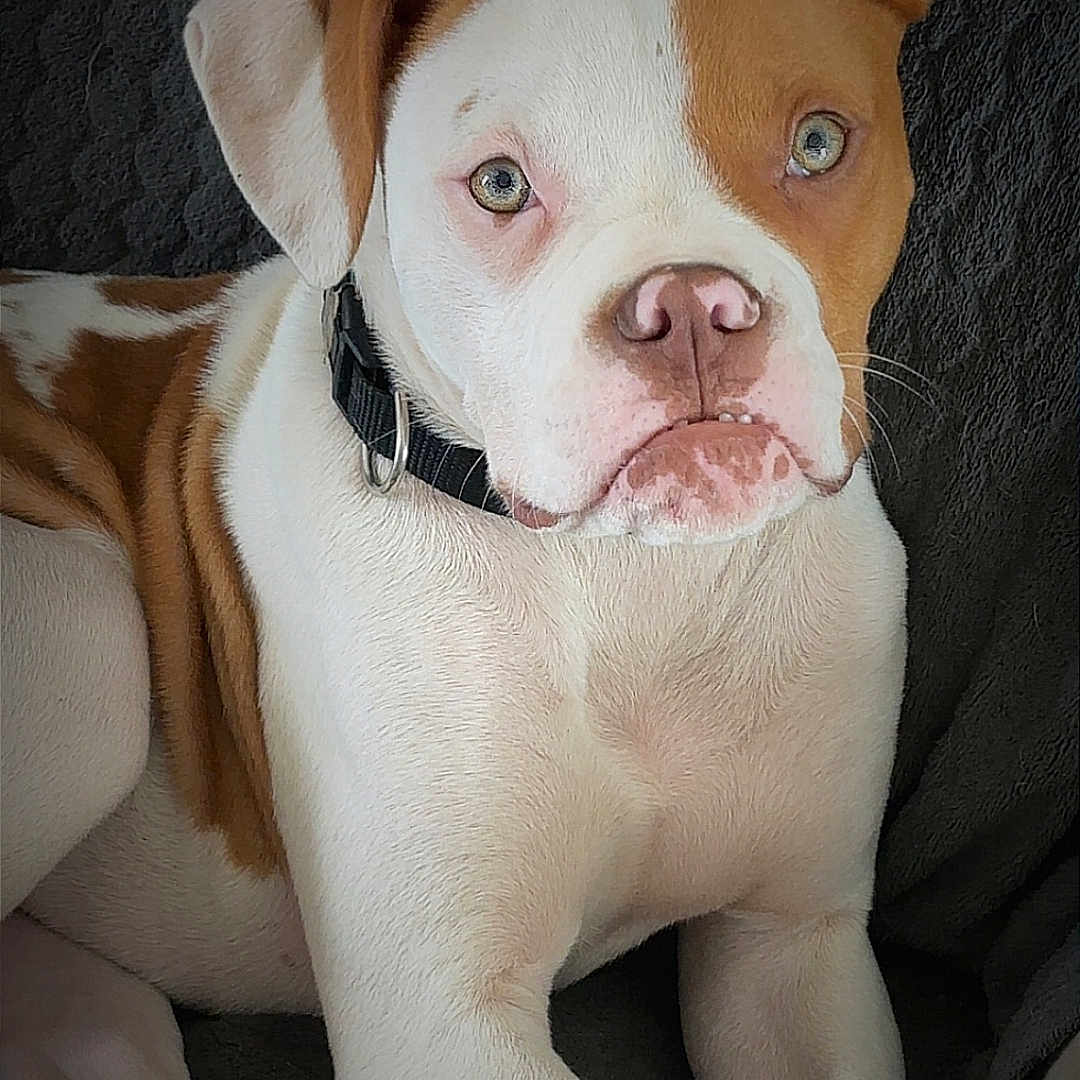 Atom participe au concours pour gagner de l'argent avec cette photo : animal, brown_and_white, canine, close_up, collar, cute, dog, domestic_animal, ears, expression, face, fur, indoor, lying_down, nose, paw, pet, portrait, puppy, resting