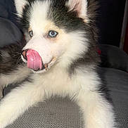 Artaban participe au concours pour gagner de l'argent avec cette photo : animal, black_fur, blue_eyes, canine, close_up, couch, cute, dog, fluffy, fur, husky, indoor, licking, pet, portrait, puppy, resting, tongue_out, white_fur, young_dog