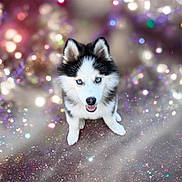 Artaban a rejoint le concours — aidez-le/la à gagner de superbes lots ! adorable, animal, blue_eyes, bokeh, close_up, colorful, cute, dog, fluffy, glitter, happy, husky, indoor, looking_up, pet, portrait, puppy, sitting, soft_light, sparkle