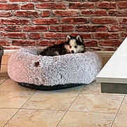 Artaban a rejoint le concours — aidez-le/la à gagner de superbes lots ! puppy, dog, husky, blue_eyes, dog_bed, plush_bed, brick_wall, indoor, tile_floor, curious, fluffy, cozy, pet, animal, resting, cute, young_dog, home, floor, snug