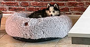 Artaban a rejoint le concours — aidez-le/la à gagner de superbes lots ! animal, blue_eyes, brick_wall, cozy, curious, cute, dog, dog_bed, floor, fluffy, home, husky, indoor, pet, plush_bed, puppy, resting, snug, tile_floor, young_dog