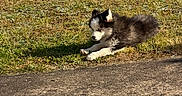 Artaban participe au concours pour gagner de l'argent avec cette photo : animal, black_and_white, canine, cute, daytime, dog, fur, grass, ground, laying_down, mammal, nature, outdoor, park, pet, puppy, relaxing, shadow, sunlight, young_dog
