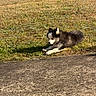 Artaban participe au concours pour gagner de l'argent avec cette photo : puppy, dog, grass, sunlight, shadow, outdoor, nature, black_and_white, fur, animal, laying_down, park, daytime, cute, pet, young_dog, canine, mammal, relaxing, ground