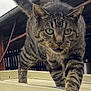 animal, cat, closeup, cloudy_sky, curious, determined, face, feline, fur, green_eyes, metal_surface, nature, outdoor, paw, pet, roof, striped, tabby, tail, walking
