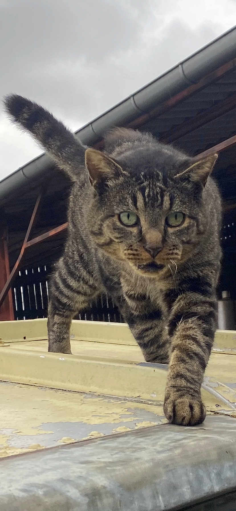 Le Chat