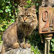 Samy participe au concours pour gagner de l'argent avec cette photo : animal, brick_wall, cat, closeup, curious, daylight, feline, fur, garden, greenery, metal_sign, nature, outdoor, perched, pet, plant, rock, sunlight, tabby_cat, whiskers