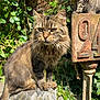animal, brick_wall, cat, closeup, curious, daylight, feline, fur, garden, greenery, metal_sign, nature, outdoor, perched, pet, plant, rock, sunlight, tabby_cat, whiskers