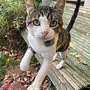 Bout a rejoint le concours — aidez-le/la à gagner de superbes lots ! animal, bench, cat, close_up, curious, daylight, domestic_cat, focus, foliage, fur, garden, green_eyes, nature, outdoor, paw, pet, playful, tabby_cat, whiskers, wood