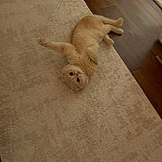 Milo is registered to the contest to win money with this photo: cat, cream_colored, carpet, wooden_floor, indoor, pet, relaxed, feline, fur, stretching, curious, home_interior, flooring, cozy, animal, cute, whiskers, paws, domestic, resting