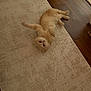 cat, cream_colored, carpet, wooden_floor, indoor, pet, relaxed, feline, fur, stretching, curious, home_interior, flooring, cozy, animal, cute, whiskers, paws, domestic, resting