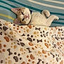 animal, bed, blanket, bones_pattern, cat, collar, cozy, cute, domestic, feline, fur, indoor, laying_down, paw_prints, pet, relaxed, resting, sleepy, soft, striped_sheets