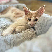 Phoenix participe au concours pour gagner de l'argent avec cette photo : animal_portrait, cat, close_up, comfort, cozy, cute, domestic_cat, feline, fluffy_blanket, indoor, kitten, orange_and_white, pet, relaxed, resting, shallow_depth_of_field, sleepy, soft_texture, warm_colors, young_animal