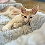 animal_portrait, cat, close_up, comfort, cozy, cute, domestic_cat, feline, fluffy_blanket, indoor, kitten, orange_and_white, pet, relaxed, resting, shallow_depth_of_field, sleepy, soft_texture, warm_colors, young_animal