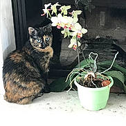 Otahi participe au concours pour gagner de l'argent avec cette photo : cat, tortoiseshell_cat, pet, animal, sitting, indoors, windowsill, window, orchid, flowers, potted_plant, houseplant, greenery, roots, pot, black_fur, orange_fur, blue_eyes, portrait, home_decor