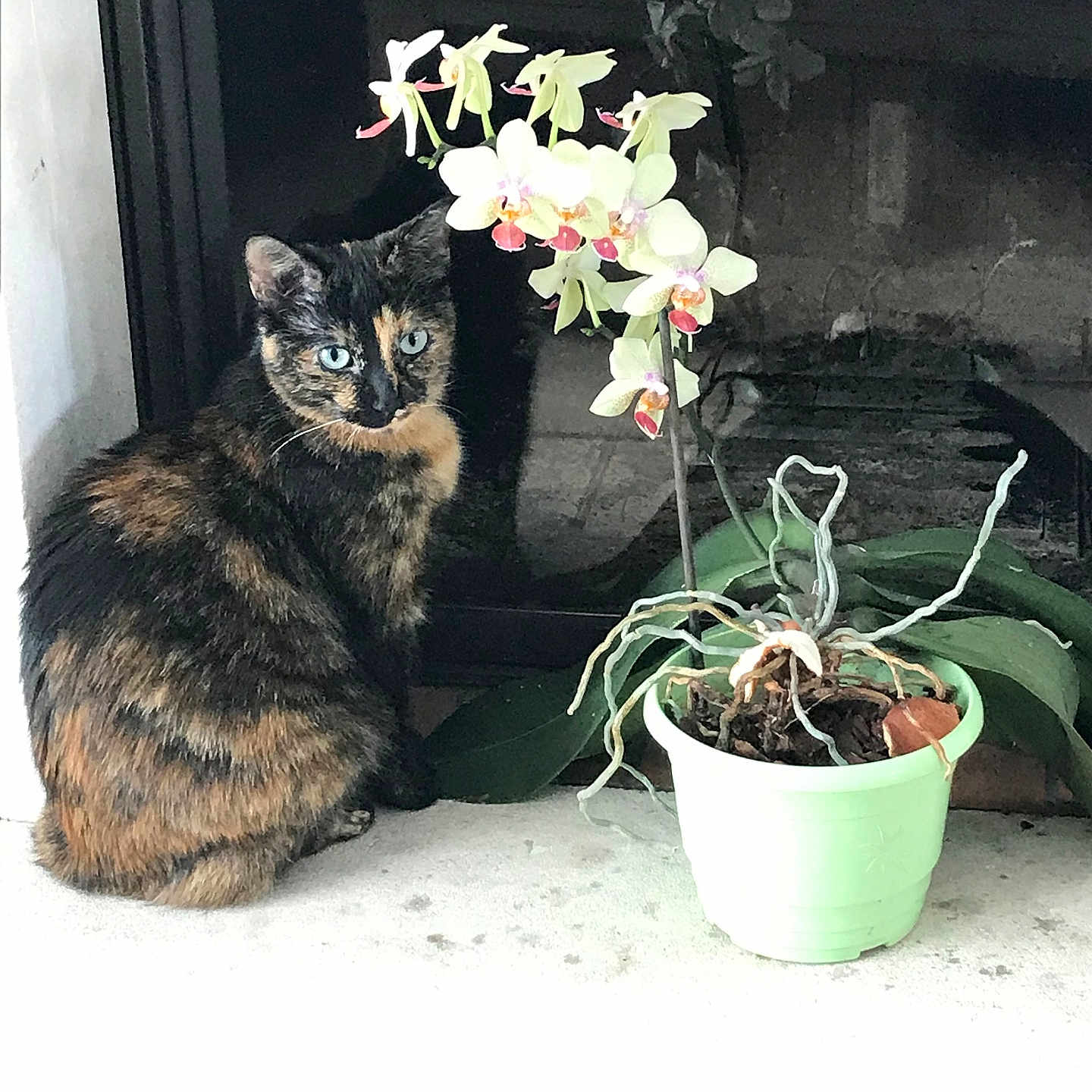 Otahi participe au concours pour gagner de l'argent avec cette photo : cat, tortoiseshell_cat, pet, animal, sitting, indoors, windowsill, window, orchid, flowers, potted_plant, houseplant, greenery, roots, pot, black_fur, orange_fur, blue_eyes, portrait, home_decor