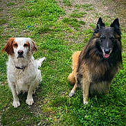 Loustic participe au concours pour gagner de l'argent avec cette photo : dog, pets, outdoor, grass, nature, animal, canine, sitting, fur, happy, brown, white, black, smiling, portrait, companion, playful, cute, friendly, two_dogs