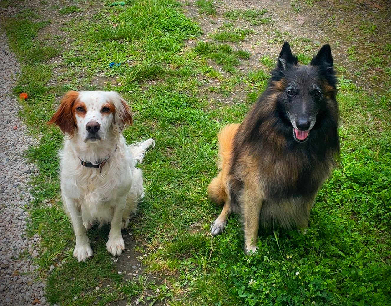 Loustic participe au concours pour gagner de l'argent avec cette photo : dog, pets, outdoor, grass, nature, animal, canine, sitting, fur, happy, brown, white, black, smiling, portrait, companion, playful, cute, friendly, two_dogs