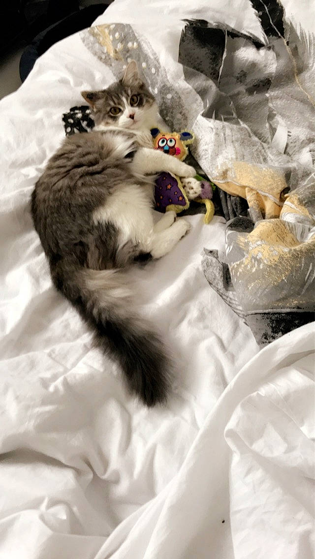 Grizouille a rejoint le concours — aidez-le/la à gagner de superbes lots ! canidae, carnivore, cat, claw, comfort, companion_dog, domestic_short_haired_cat, fang, felidae, fur, nap, paw, small_to_medium_sized_cats, tail, whiskers