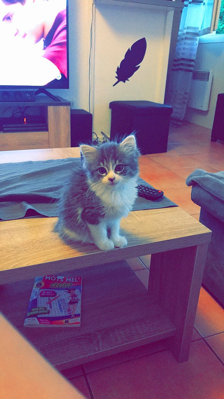 Grizouille a rejoint le concours — aidez-le/la à gagner de superbes lots ! azure, blue, carnivore, cat, comfort, electric_blue, felidae, floor, flooring, furniture, grey, hardwood, interior_design, purple, small_to_medium_sized_cats, tail, television, textile, whiskers, wood