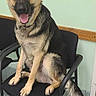 dog, german_shepherd, chair, indoor, pet, animal, canine, black_and_tan, tiled_floor, wall, light_switch, sitting, tongue_out, ears_up, furniture, floor, tail, alert, companion, domestic
