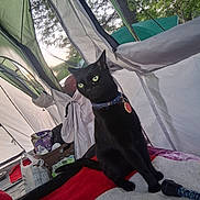 Midnight is registered to the contest to win money with this photo: animal, black_cat, blanket, camping, cat, collar, container, fabric, feline, flashlight, gear, green_eyes, indoor, mesh_window, outdoor_light, pet, plastic_bag, relaxing, sitting, tent