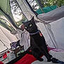 animal, black_cat, blanket, camping, cat, collar, container, fabric, feline, flashlight, gear, green_eyes, indoor, mesh_window, outdoor_light, pet, plastic_bag, relaxing, sitting, tent