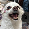 dog, white, close_up, happy, pet, indoor, fur, mouth_open, teeth, nose, hair_clip, ladybug, animal, cute, smiling, small_dog, domestic, furry, companion, portrait
