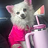 Winter joined the competition — help win amazing prizes! dog, white_fur, pink_ears, pink_clothing, pet, car_interior, tumbler, pink_tumbler, straw, cute, fluffy, smiling, sitting, seat, window, collar, tag, domestic_animal, animal_portrait, cozy