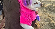 Winter joined the competition — help win amazing prizes! dog, beach, sand, purple_dye, pink_hoodie, pet, white_fur, bag, sunset, paw, ear, animal, casual, outdoor, hand, person, relaxing, cute, colorful, fur