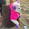 dog, beach, sand, purple_dye, pink_hoodie, pet, white_fur, bag, sunset, paw, ear, animal, casual, outdoor, hand, person, relaxing, cute, colorful, fur