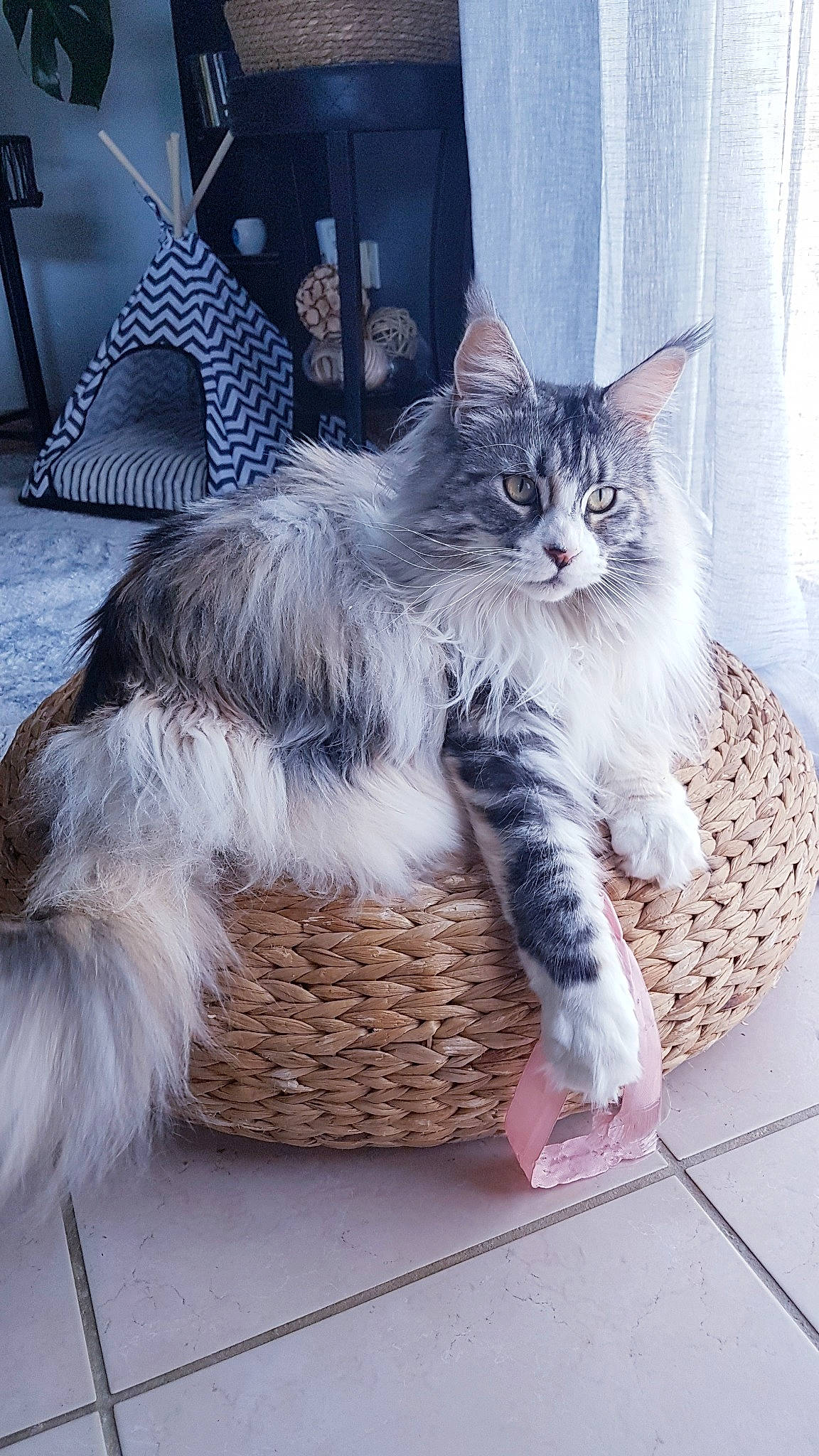 Onaya participe au concours pour gagner de l'argent avec cette photo : carnivore, cat, claw, comfort, domestic_short_haired_cat, felidae, foot, fur, grey, maine_coon, metal, pattern, paw, sitting, small_to_medium_sized_cats, snout, tail, terrestrial_animal, whiskers, window
