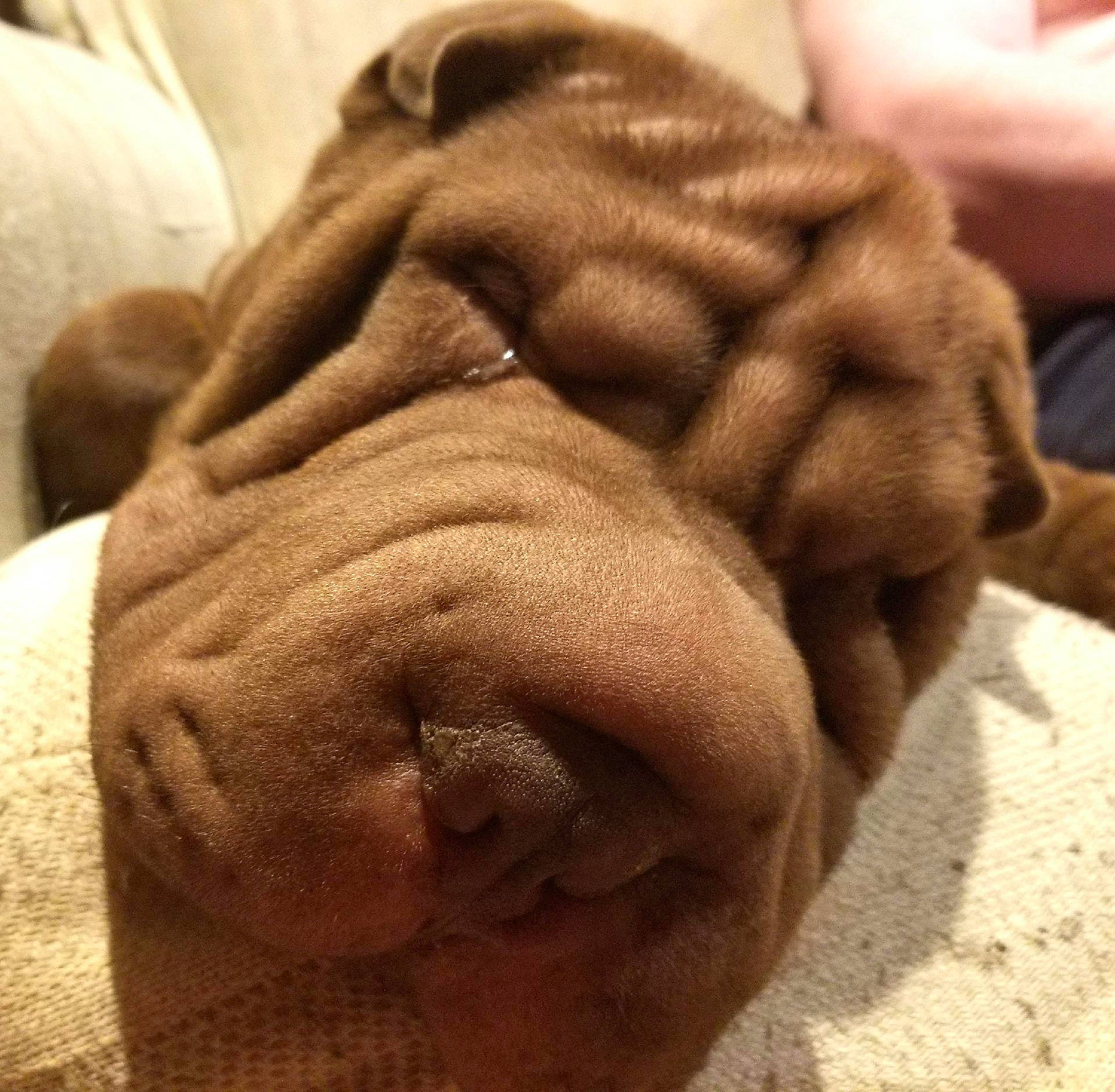 Ben joined the competition — help win amazing prizes! child, close_up, comfort, dog, dog_breed, finger, flesh, foot, fur, gesture, head, human_leg, nail, snout, sporting_group, terrestrial_animal, thumb, toe, wrinkle, wrist