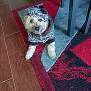 Kashmir is registered to the contest to win money with this photo: dog, pet, animal, hoodie, leopard_print, carpet, floor, wood_floor, table_leg, indoor, cute, fur, brown, white, lying_down, cozy, clothing, looking_up, domestic, small_dog