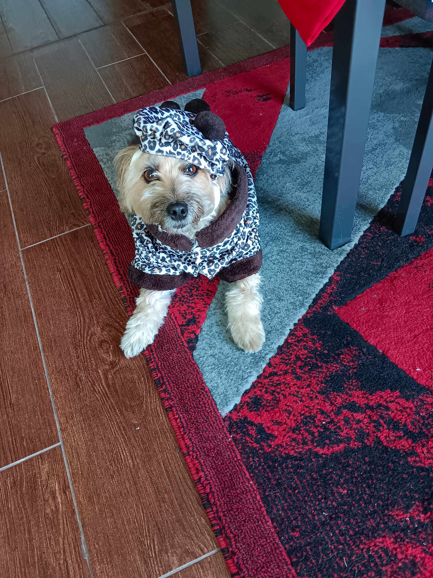 Kashmir is registered to the contest to win money with this photo: dog, pet, animal, hoodie, leopard_print, carpet, floor, wood_floor, table_leg, indoor, cute, fur, brown, white, lying_down, cozy, clothing, looking_up, domestic, small_dog