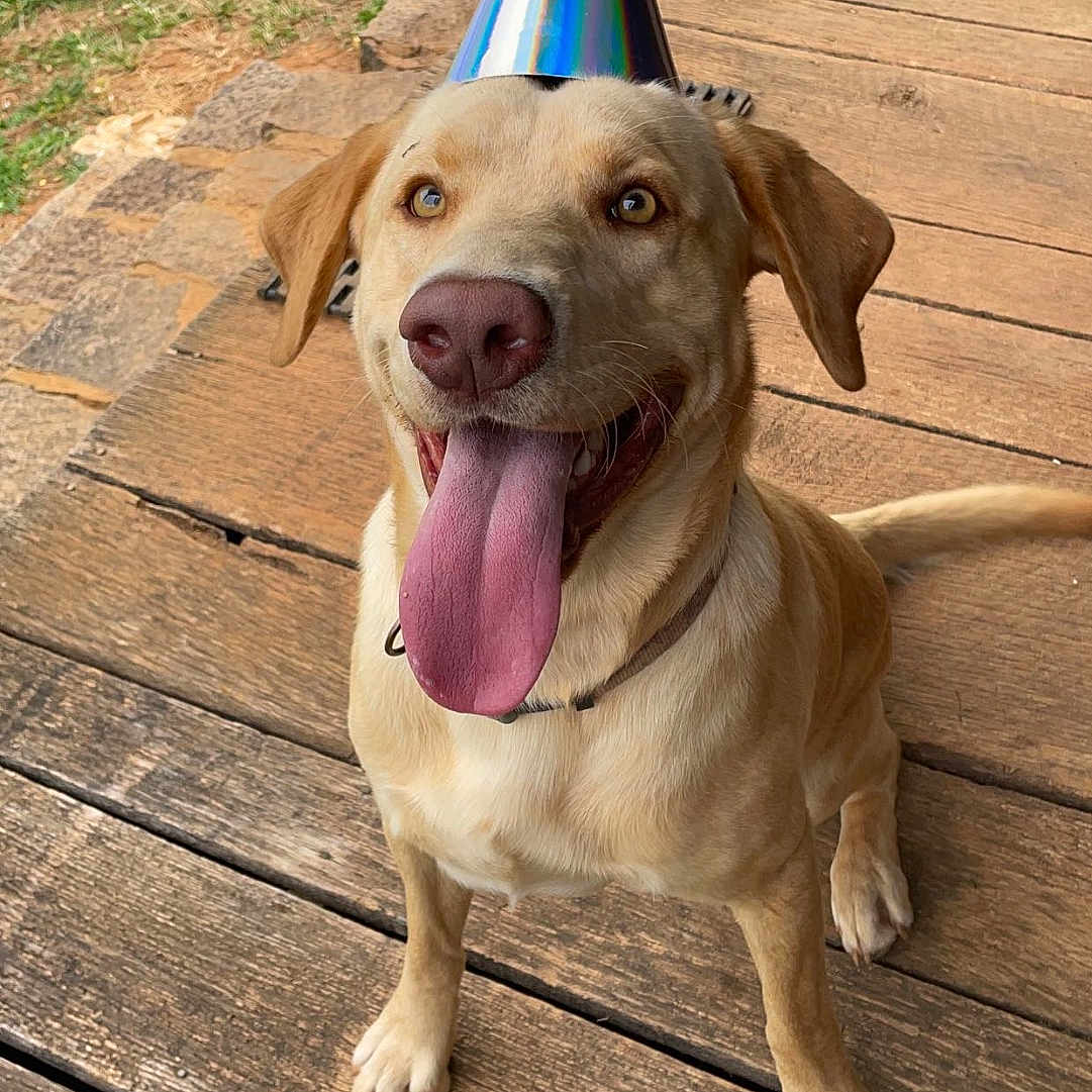 Scout is registered to the contest to win money with this photo: animal, architecture, building, canine, clothing, dog, face, furniture, grass, hat, head, outdoors, person, pet, photography, plant, portrait, puppy, shelter, wood