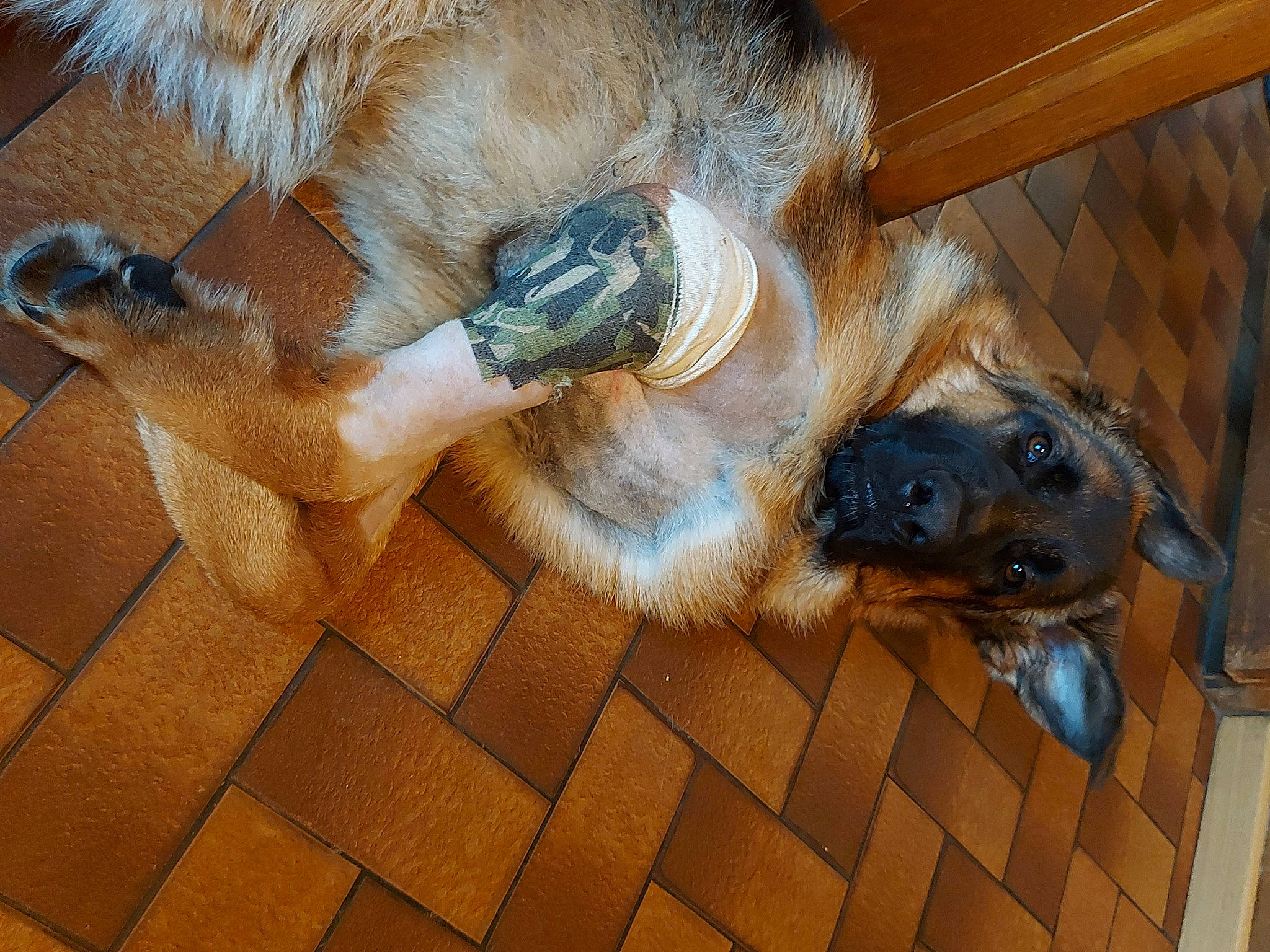 Bandit participe au concours pour gagner de l'argent avec cette photo : canidae, carnivore, claw, companion_dog, dog, dog_breed, fawn, flooring, fur, hardwood, liver, paw, pet_supply, snout, sporting_group, tail, terrestrial_animal, wood, working_animal