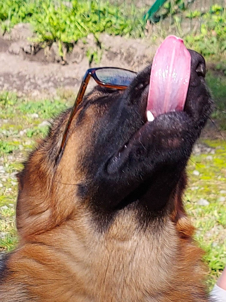 Bandit participe au concours pour gagner de l'argent avec cette photo : canidae, carnivore, collar, dog_breed, eyelash, fawn, fur, grass, grassland, liver, mammal, pasture, pet_supply, plant, snout, sporting_group, terrestrial_animal, whiskers, wildlife, working_animal