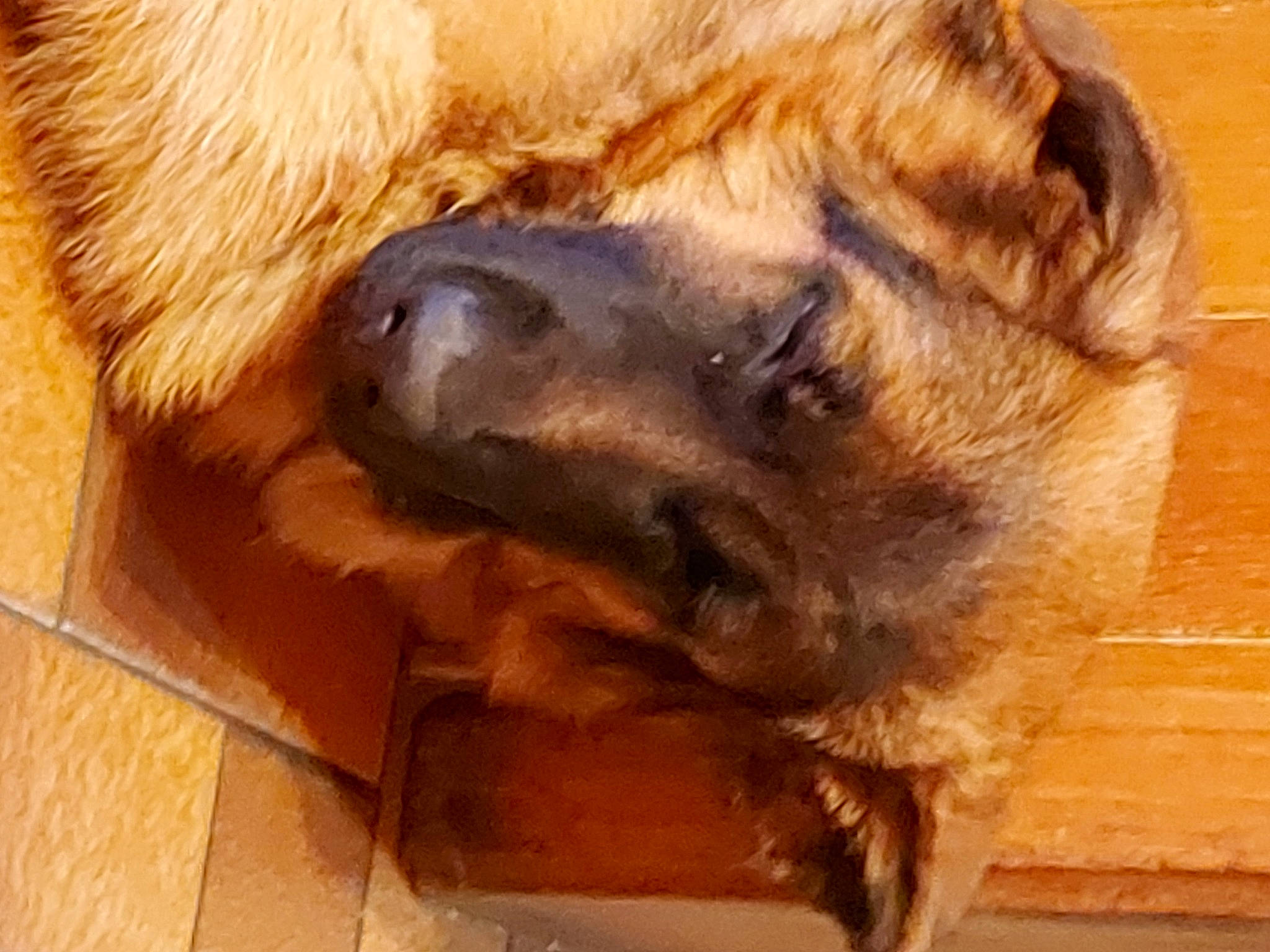 Bandit a rejoint le concours — aidez-le/la à gagner de superbes lots ! canidae, carnivore, claw, companion_dog, dog, dog_breed, estrela_mountain_dog, fawn, foot, fur, liver, natural_material, sporting_group, terrestrial_animal, wildlife, wood, working_animal