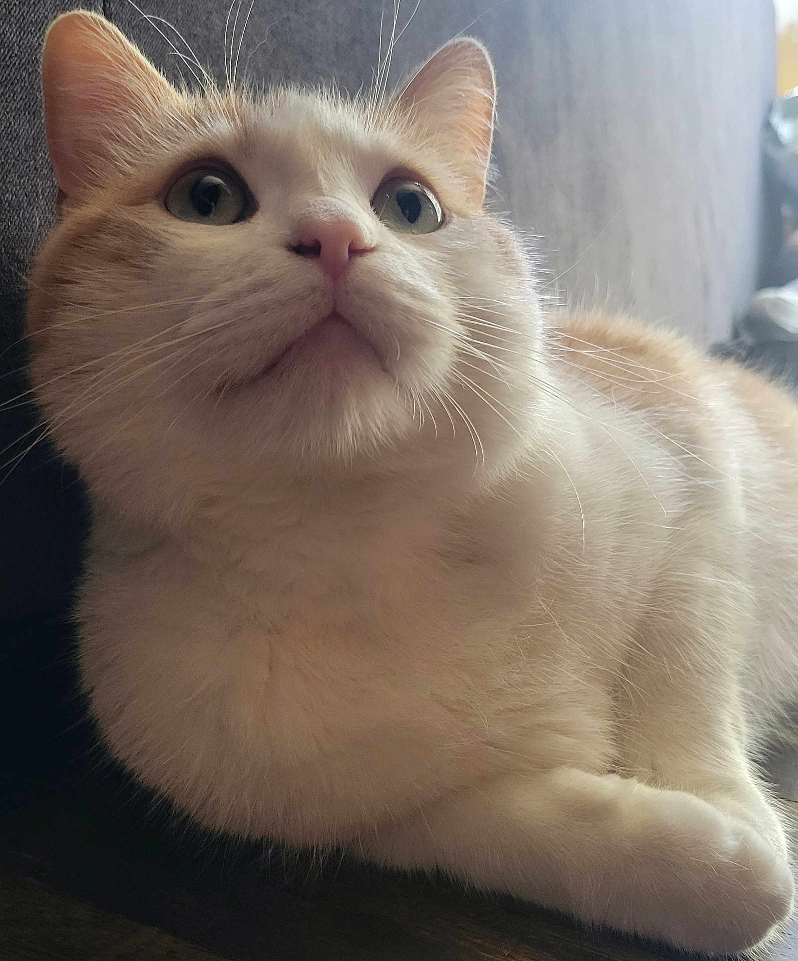 Yoshi