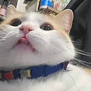 Yoshi is registered to the contest to win money with this photo: cat, close_up, indoor, collar, whiskers, fur, pet, animal, cute, curious, face, nose, ears, tongue, domestic, feline, looking_up, household, background, blue_collar
