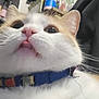 cat, close_up, indoor, collar, whiskers, fur, pet, animal, cute, curious, face, nose, ears, tongue, domestic, feline, looking_up, household, background, blue_collar