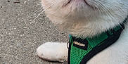 Yoshi joined the competition — help win amazing prizes! cat, orange_and_white_cat, green_harness, pet, animal, outdoor, concrete, fence, curious, lying_down, whiskers, close_up, wide_eyes, reflection, fur, paw, texture, daylight, nature, domestic_cat